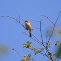 IMG_9313 Whitethroat.JPG